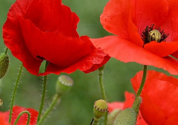 1629883358918939.jpg image.jpg