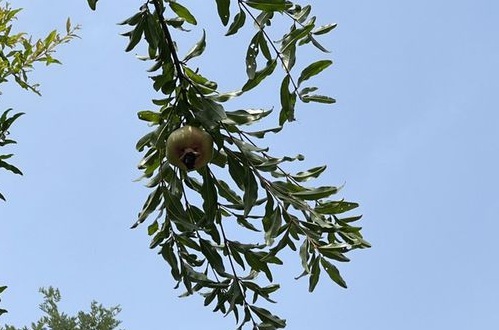 1629883813989502.jpg image.jpg