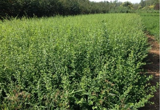 1629886791810446.jpg image.jpg