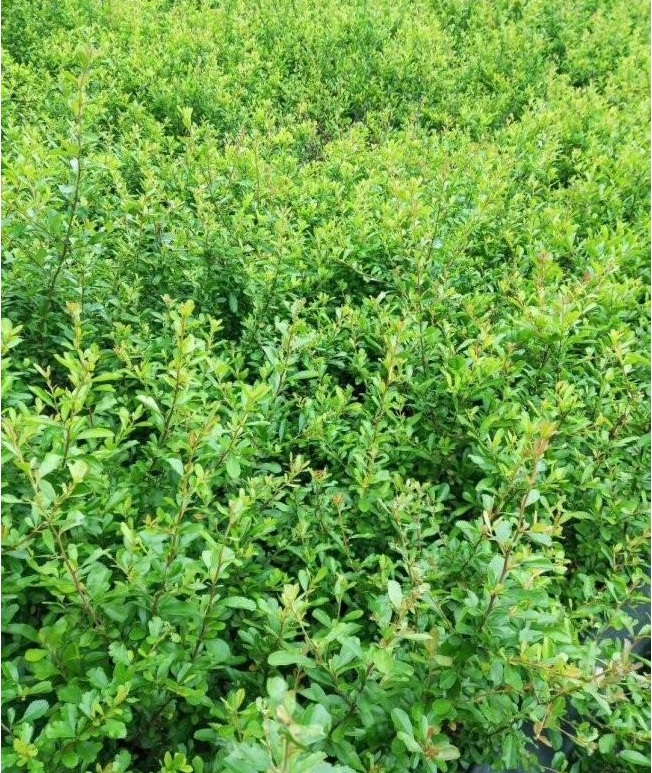 1629886814831689.jpg image.jpg