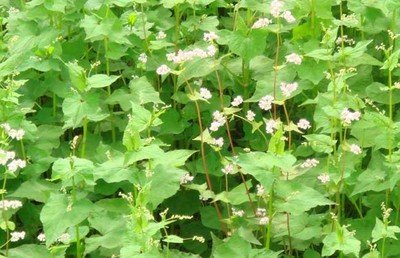 1629892236823246.jpg 1629892236823246.jpg