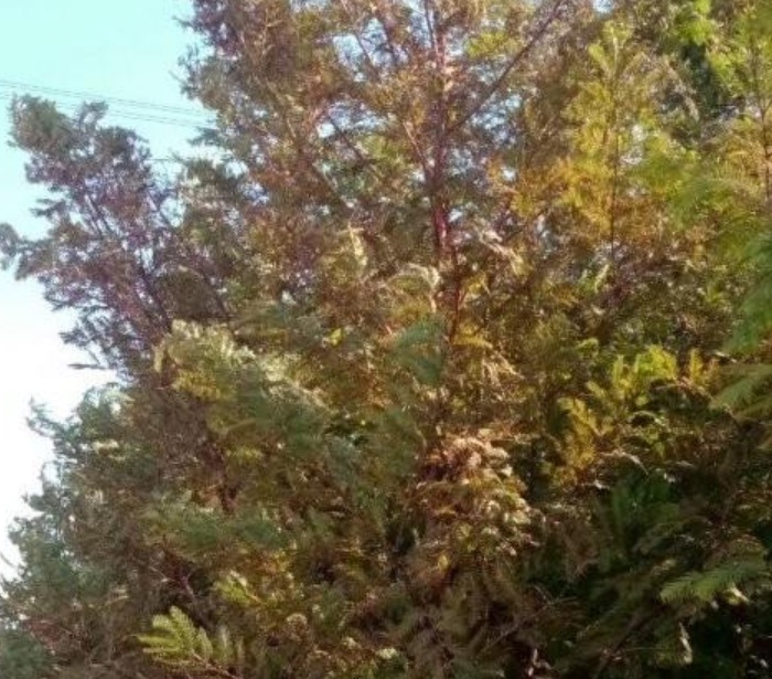 1629897860111199.jpg image.jpg