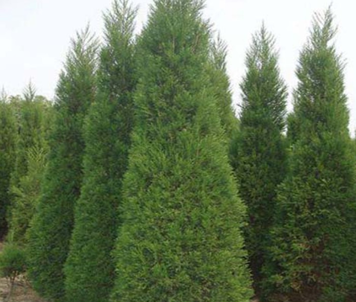 1629897930966495.jpg image.jpg