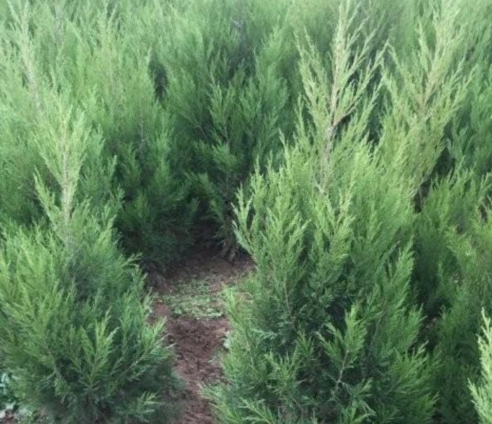 1629897965211568.jpg image.jpg