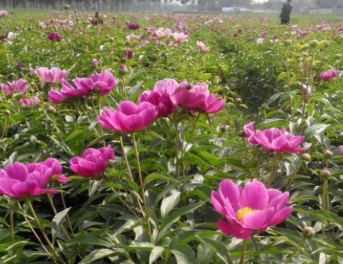 1629898157202226.jpg image.jpg