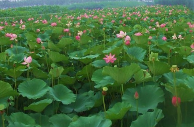 1629901568802164.jpg image.jpg