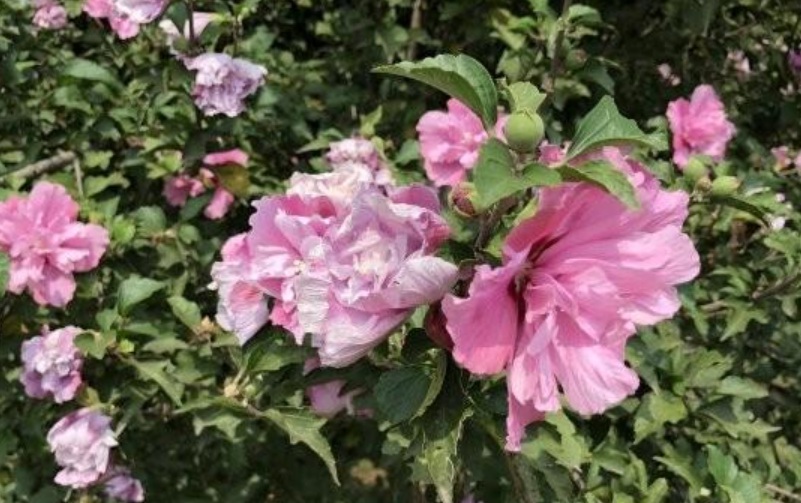 1629901710148800.jpg image.jpg