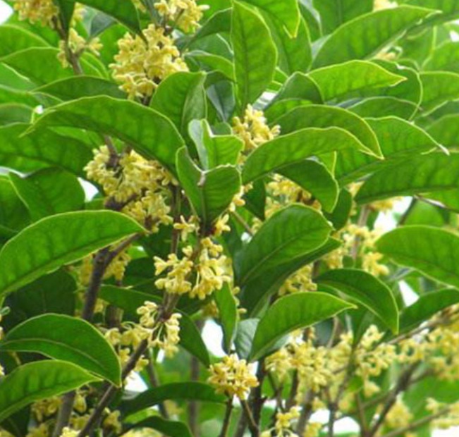 1629902239403658.jpg image.jpg