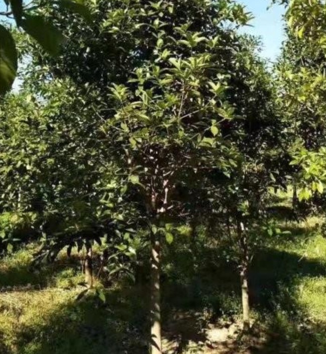 1629902256441577.jpg image.jpg