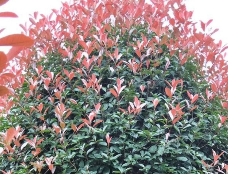 1629902459142787.jpg image.jpg