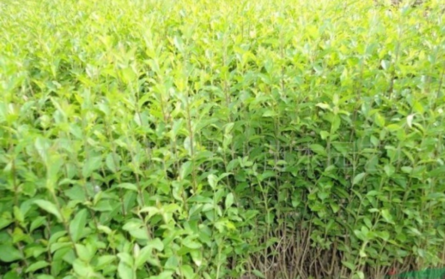 1629902537852015.jpg image.jpg