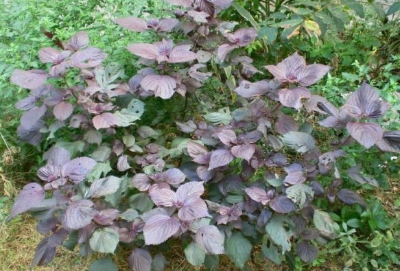 1629950867394217.jpg ~{70T[M9JN0JGI``M{N_WOC.jpg