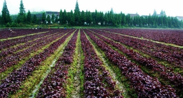 1629950889553171.jpg SD$E_6`XQPE6IJJQ(3}9E7R.jpg