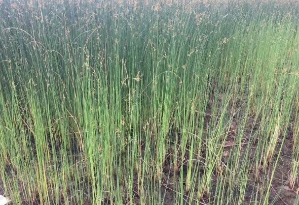 1629952260239470.jpg Z1PTZ01K`7416E4)OK`DRP1.jpg