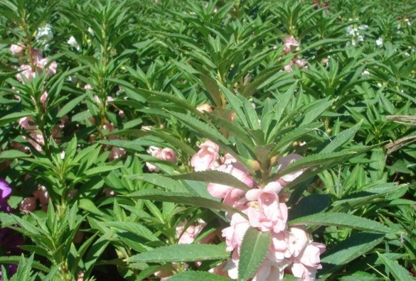 1629952698580785.jpg OE2@$H4$IU6J7(Y@RET4QSS.jpg