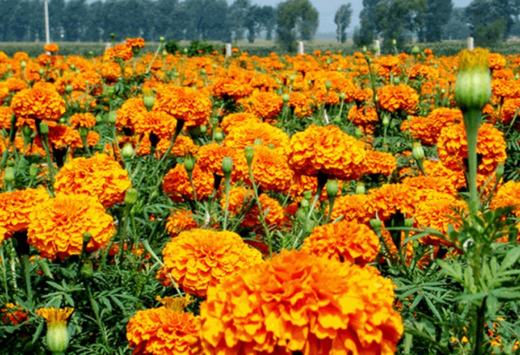 1629961971271896.jpg 萬壽菊1.jpg