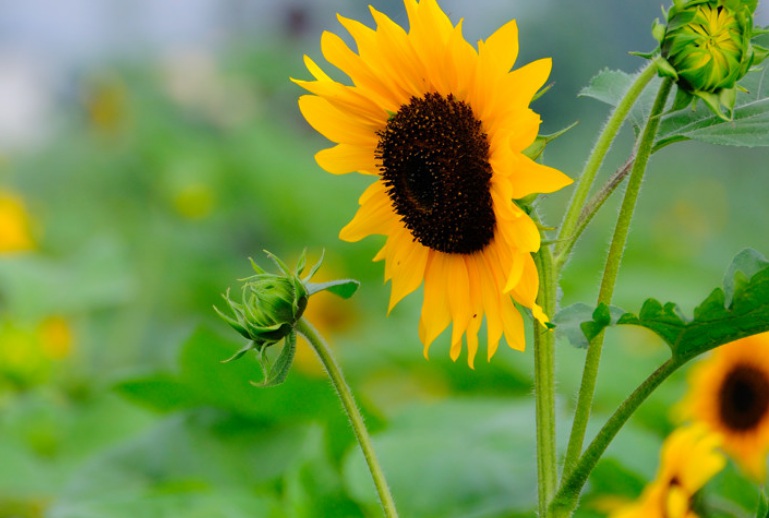 1629961992263954.jpg 萬壽菊3.jpg