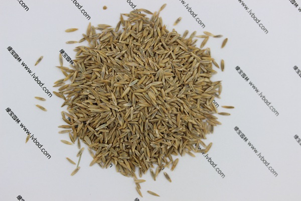 高羊茅種子 高羊茅種子