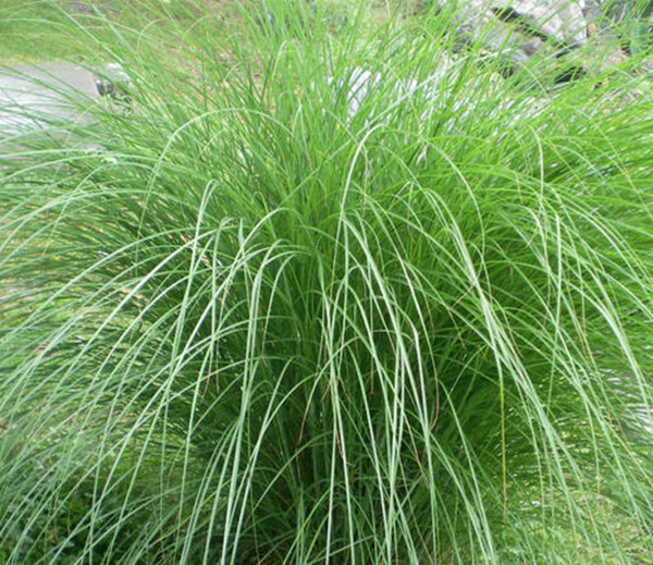 細葉芒草1_副本.jpg