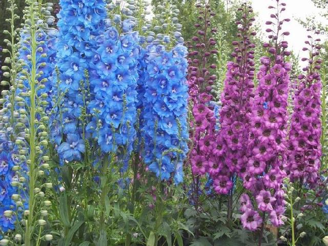 飛燕草的生活習(xí)慣和播種方法