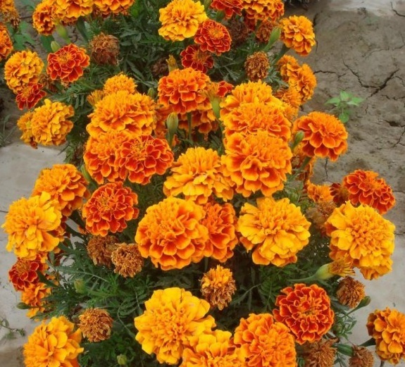 1630067068664793.jpg QSQIOLJEQO3NLK)3CNUN2W5.jpg