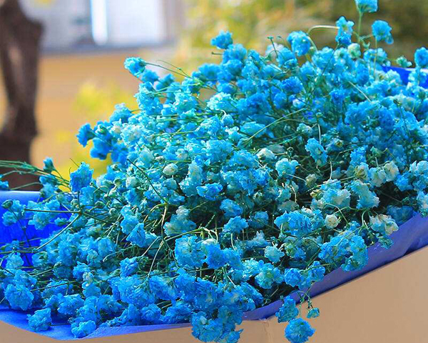 藍色滿天星的花語是什么?藍色滿天星的寓意和象征