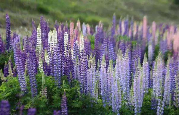 魯冰花的種植方法,魯冰花的實用價值