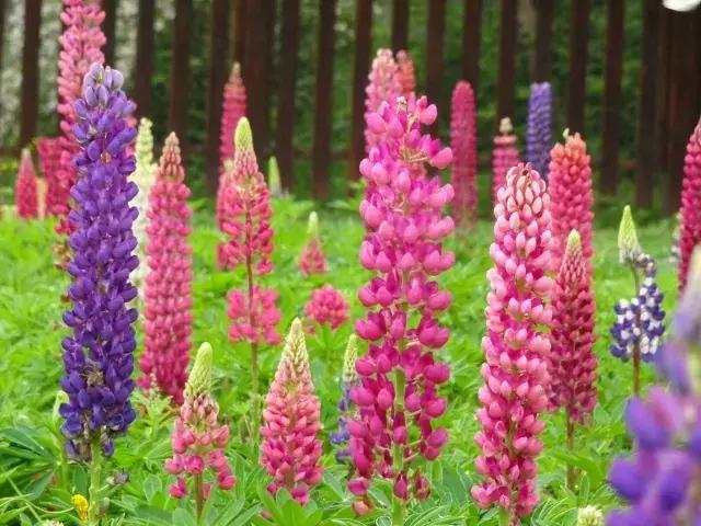 魯冰花繁殖技巧，怎么才能養(yǎng)好魯冰花？