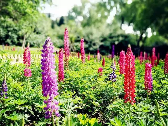 魯冰花繁殖技巧，怎么才能養(yǎng)好魯冰花？