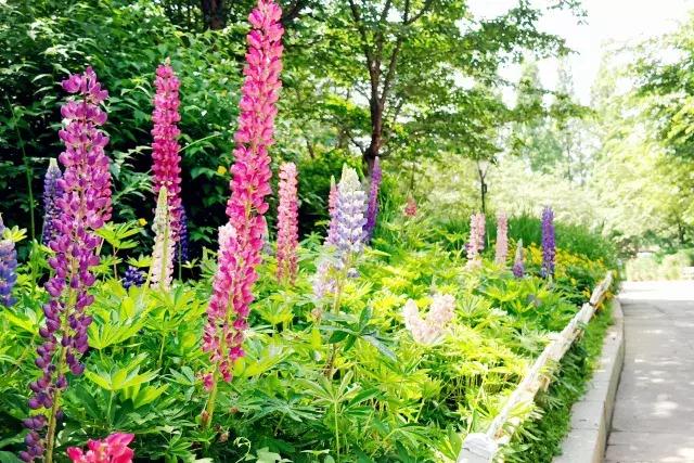 魯冰花繁殖技巧，怎么才能養(yǎng)好魯冰花？