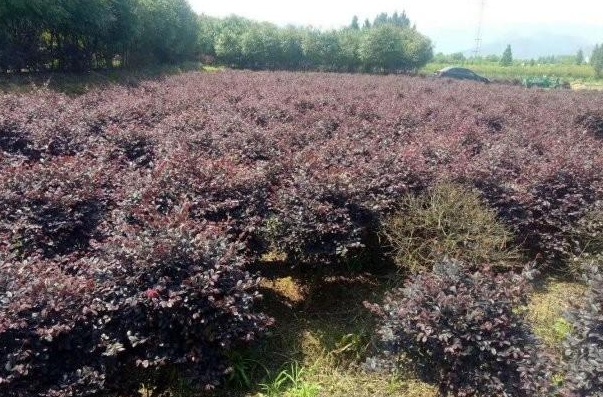 1630070812559230.jpg YI5L8TCSNCMWTWH4MAANK0I.jpg