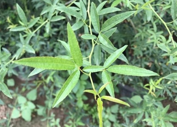 1630070859756397.jpg S9N}ODTX{I`(N%(39[KQZ68.jpg