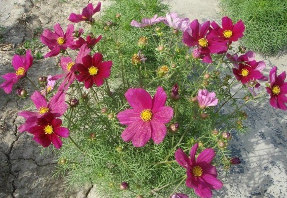 1630071518885069.jpg ECEJKVBHNXN}{925)363NBW.jpg