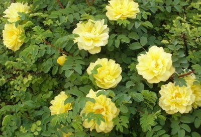 1630072278467657.jpg 1630072278467657.jpg