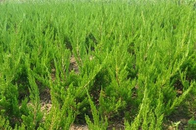 1630075318907012.jpg 1630075318907012.jpg