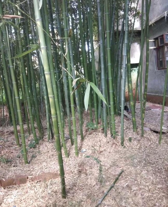 1630082442245931.jpg image.jpg