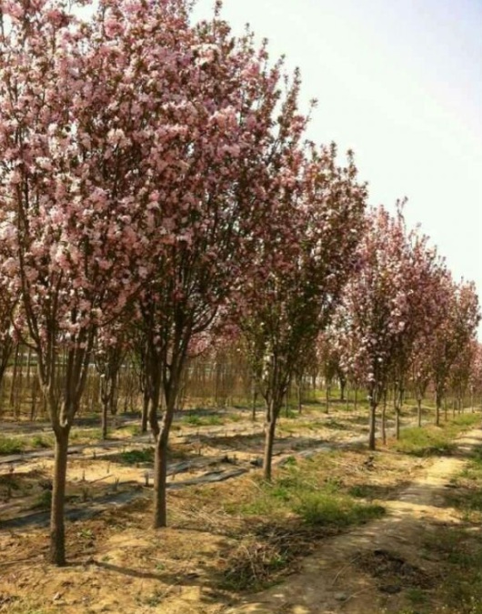 1630115531490603.jpg image.jpg