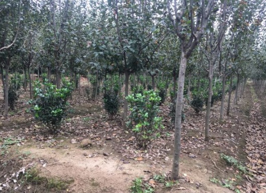 1630115545572126.jpg image.jpg