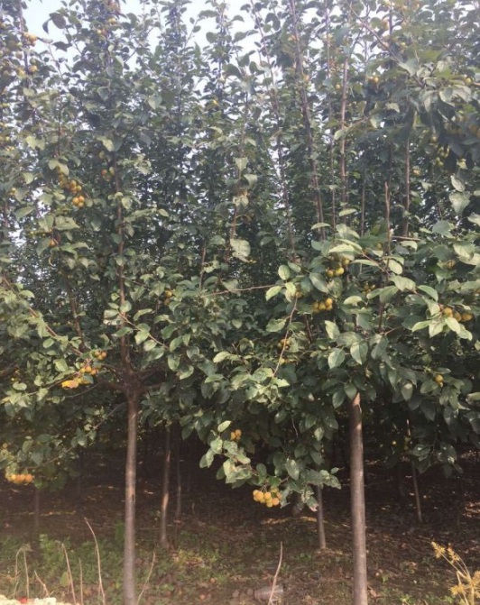 1630115560135018.jpg image.jpg