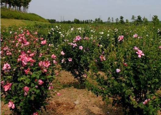 1630115738948464.jpg image.jpg