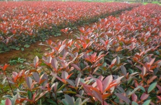 1630117314498436.jpg image.jpg