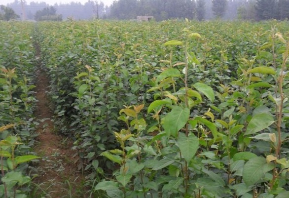 1630117513980721.jpg image.jpg