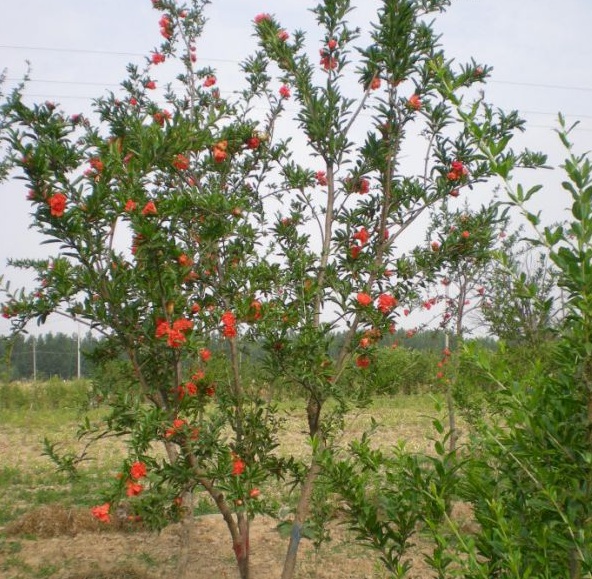 1630122509122110.jpg image.jpg