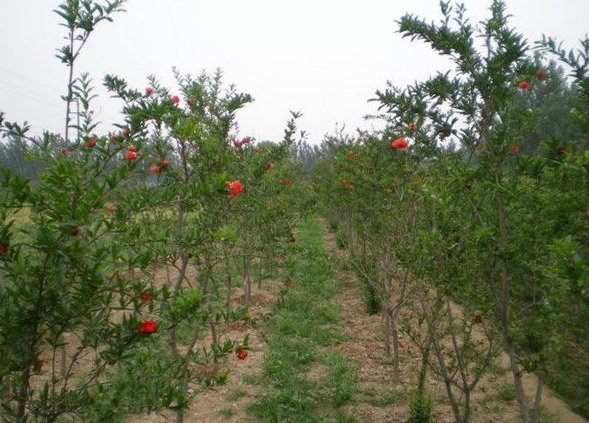 1630122525822024.jpg image.jpg