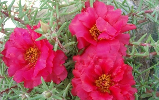 1630122917146232.jpg image.jpg