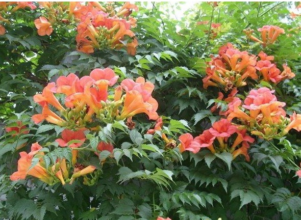 1630124424242686.jpg image.jpg