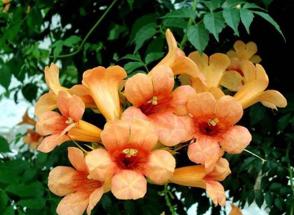 1630124452737015.jpg image.jpg