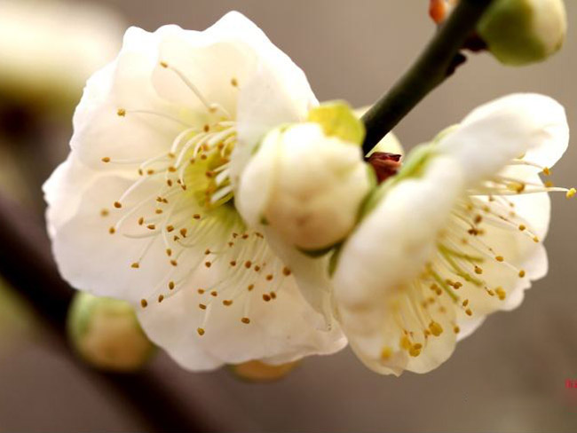 綠梅花綠梅樹(shù)苗