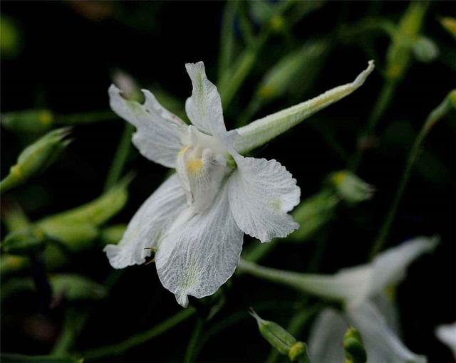 飛燕草是什么？養的時候要注意哪些問題呢？