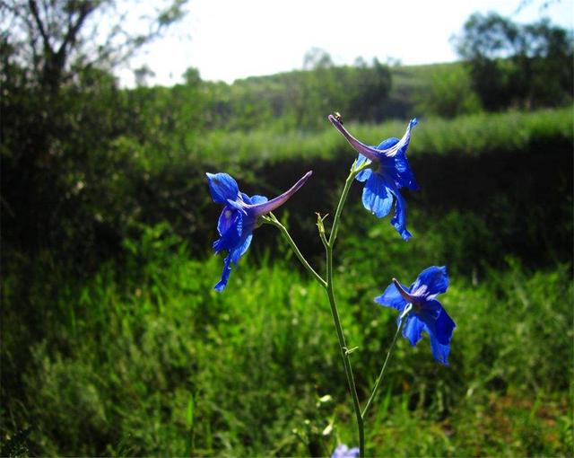 飛燕草是什么？養的時候要注意哪些問題呢？